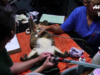 Le koala australien vit des heures bien sombres