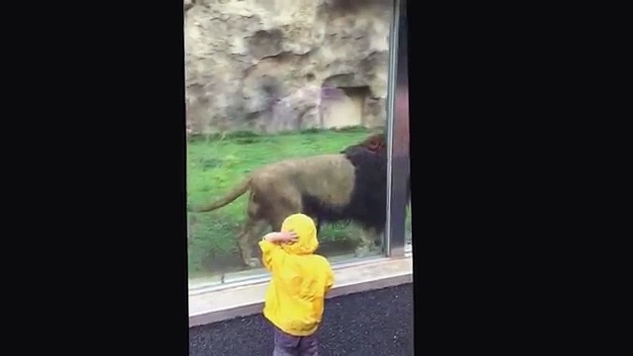 Lion at Japan zoo tries to Claw Boy through Glass