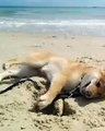 Shiba Inu Digs Hole for Face at Beach