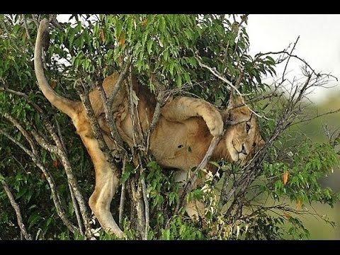 Epic wild Animals Fighting Fail Videos Ultimate WTF! Animals