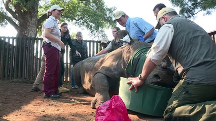 Au chevet de Hope, le rhinocéros à la gueule cassée
