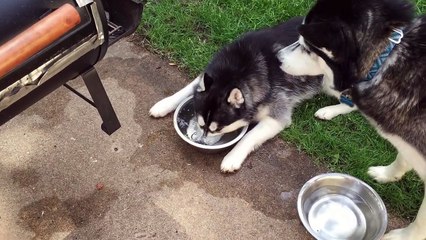 Un Husky s'amuse à faire des bulles dans son bol d'eau