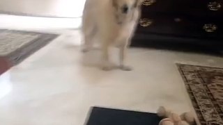 Golden Retriever Misses Ball That's Rolled to Him