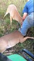 Man Rescues Tangled Deers - Deer Bucks fights