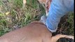 Man Rescues Tangled Deers - Deer Bucks fights