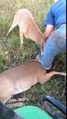 Man Rescues Tangled Deers - Deer Bucks fights