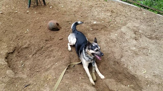 Лайм, мяч и яма