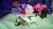 chihuahua pups te koop, geboren 20 juni 2011, woefkesranch
