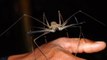 Most Exquisitely Weird Spiders - Strange Spider videos