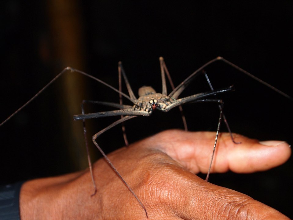 Most Exquisitely Weird Spiders - Strange Spider videos