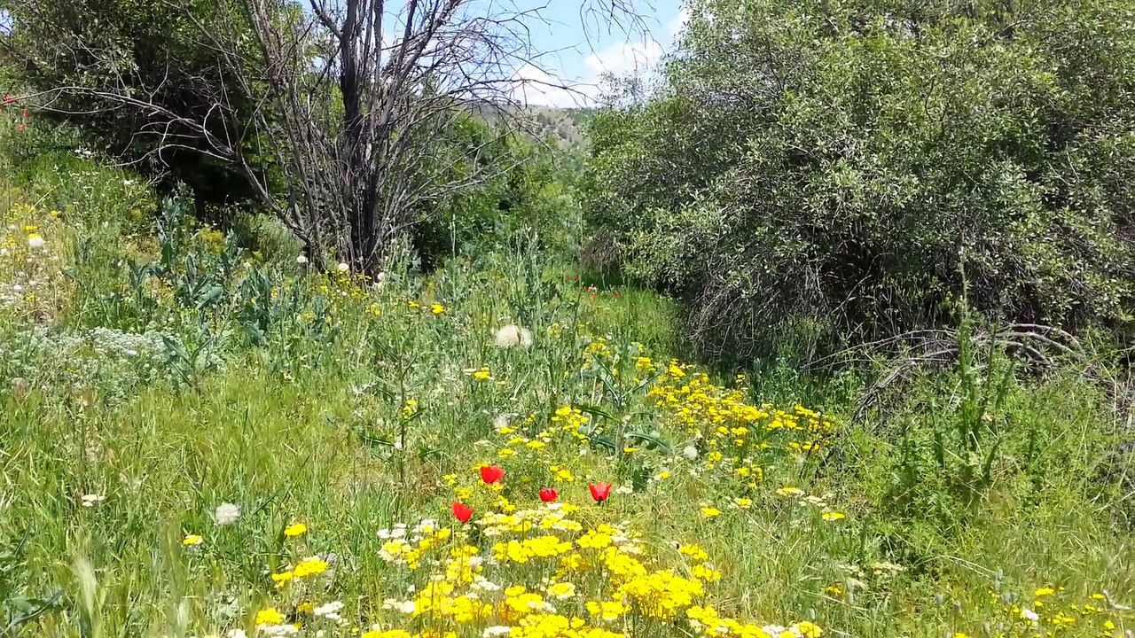 Eymir Lake, Gölbaşı, Ankara, June 5th, 2016