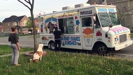 Adorable: Ce pitbull fait patiemment la queue devant ce camion pour obtenir sa collation...