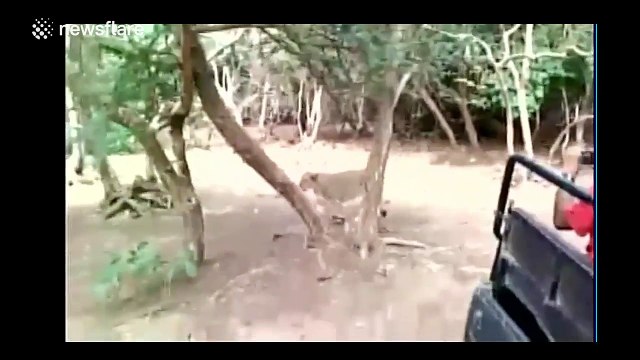 Brave buffalo charges at lion in India