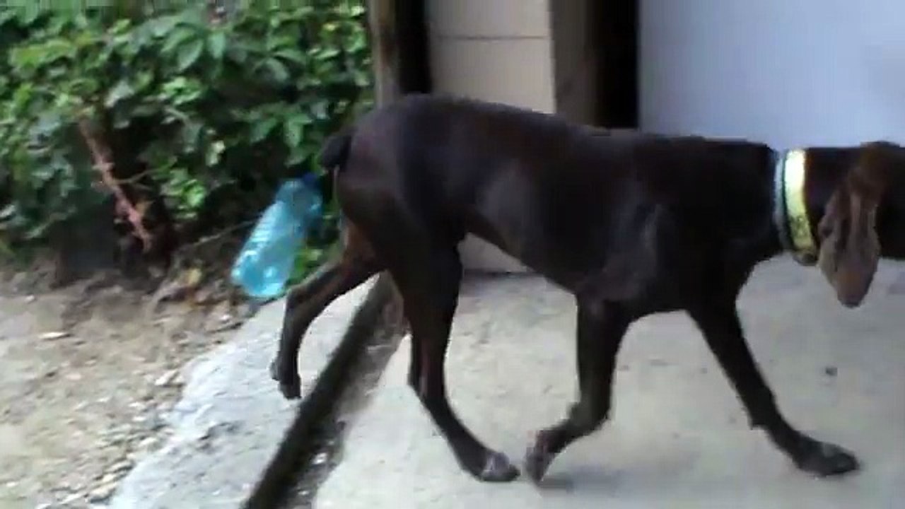 Voici 1 Braque Allemand Truite + un Braque Allemand marron