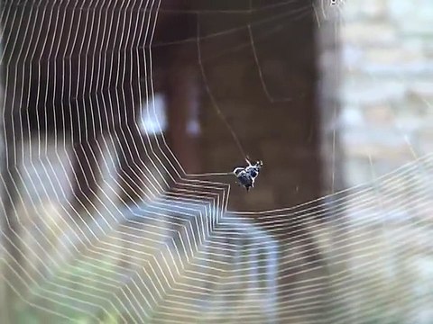 Ağ yapan örümceği hiç bu kadar yakından gördünüz mü?