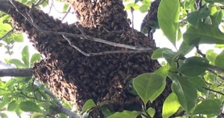 Muhammed Ali'nin Evinin Önündeki Ağacı Arılar Sardı