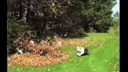 Bulldogs Are Awesome  Compilation