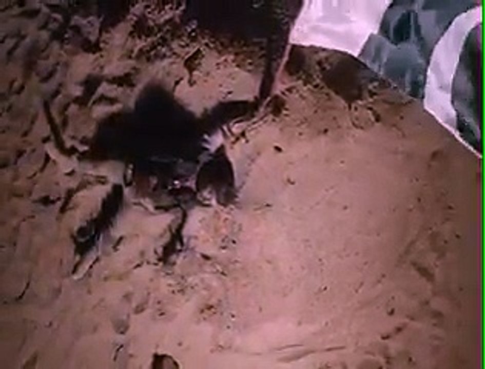 Dr. Amir Liaquat Shaheed Ho Gaye - Watch Ramzan Transmission Teaser