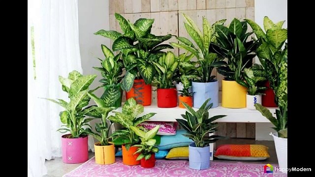 Диффенбахия (65 фото) виды, особенности ухода и способы размножения