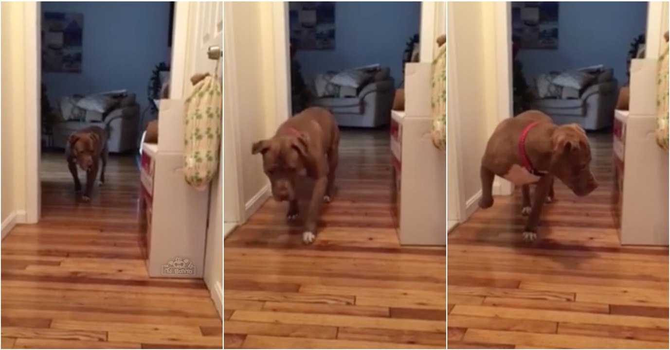 Pitbull anda em "bicos de pés" com medo de acordar o terrível gato lá de casa