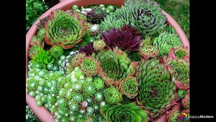 Каменная роза (50 фото) обаяние скромности