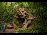 Extremely Strange Looking Trees - World's Most Exotic and Amazing Trees