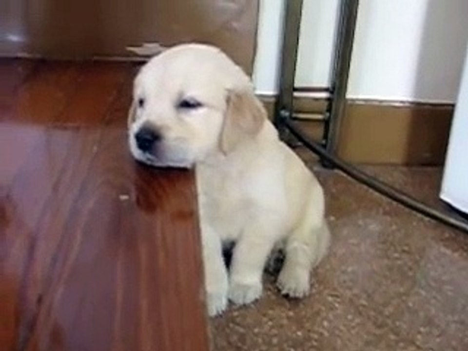 Cute Puppy falling asleep. Golden retriever puppy