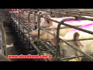 ABD'li bilim adamları domuz vücudunda insan organı yetiştirecek