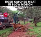 Tiger Catches Meat, In Slow Motion!