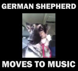 Watch This German Shepherd Move To Music!