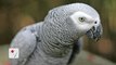 Parrot Could Be Key Witness In Owner's Bizarre Murder