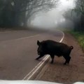 Gros sanglier sur la route