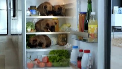 Electrabel - Kito is papa geworden van 5 schattige puppys! - telefoon