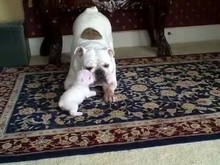 Elvis the Bulldog Puppy reads his mom the riot act