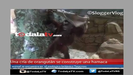 Mira cómo Una cría de orangután se fabrica una hamaca-Video