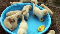 5 week old golden retriever puppies really mad when someone doesnt fill their pool!