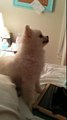 Epic Pomeranian Puppy sneeze (Original)