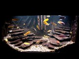 Cichlids and planted aquariums ( 200 l )