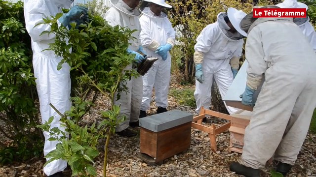 Saint-Brieuc. Des ruches chez les pinceaux Raphaël