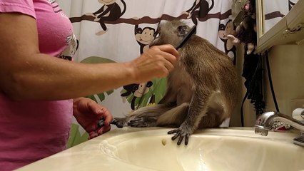 Regal Looking Monkey Enjoys Being Groomed