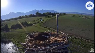 charlo montana osprey 6-6-16
