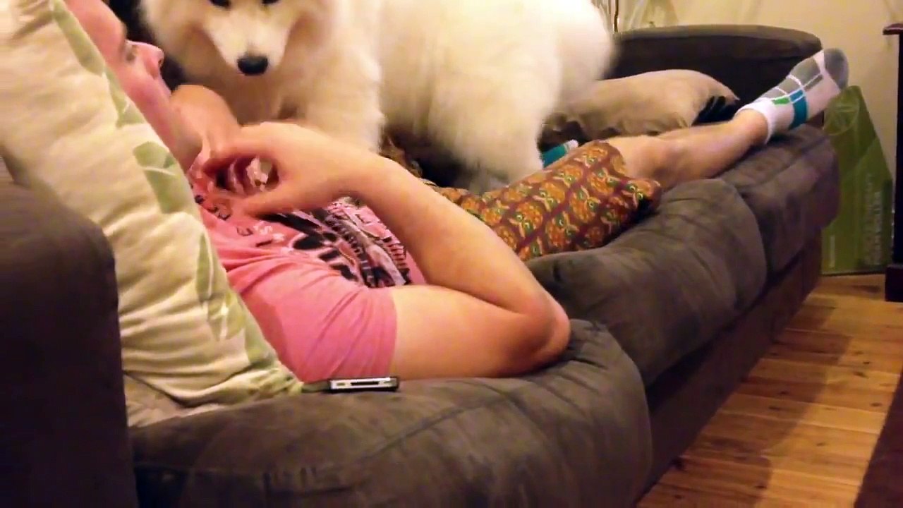 Samoyed puppy hugs #2