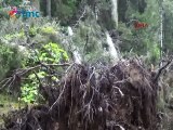 Çamlıhemşin'in Yukarı Kavrun Yaylası'ndaki ağaçlar kesildi