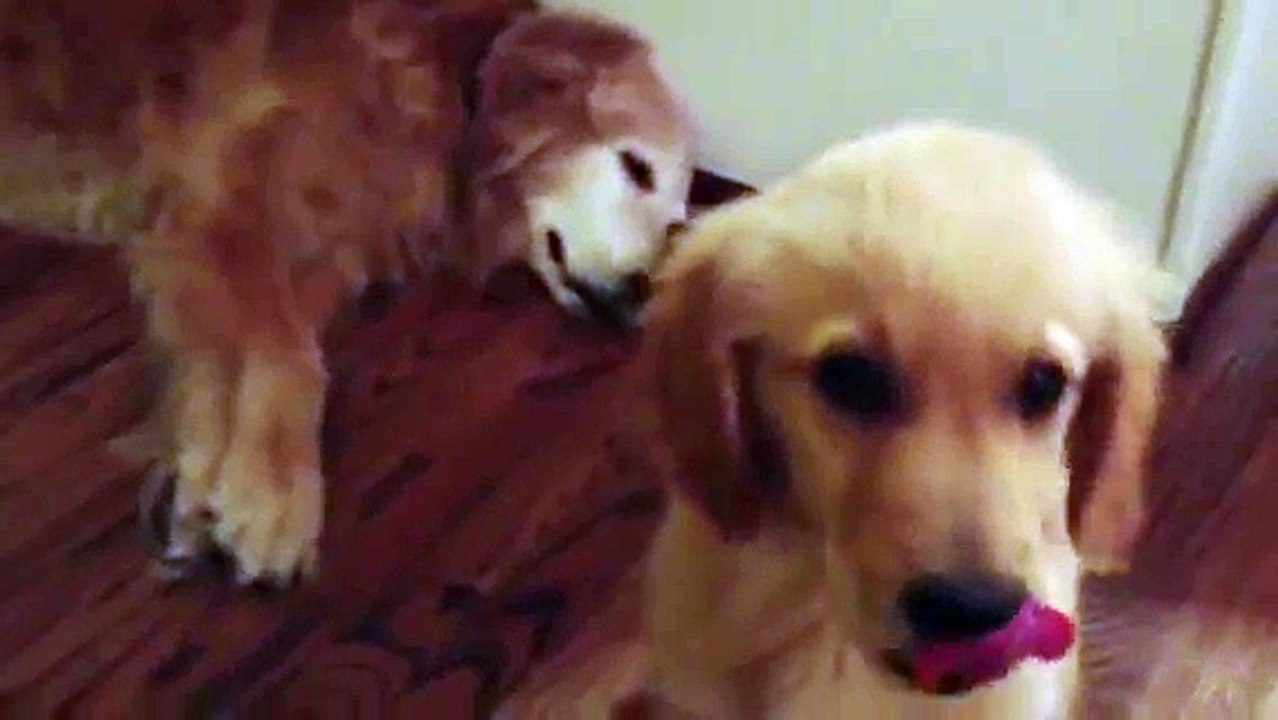 Puppy Golden Retriever Comforts Older Dog During Nightmare