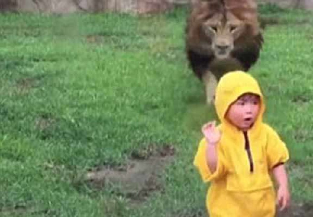 Lion at Japan Zoo Tries to Paw Toddler Through Glass!