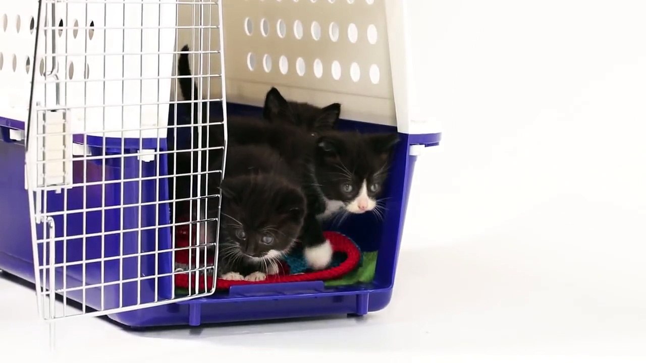 Kittens Meet Puppies For The First Time