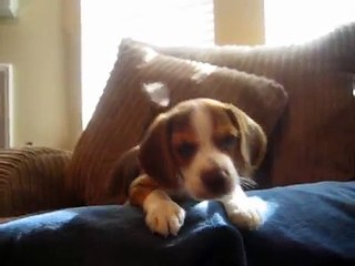 beagle puppy howl