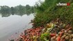 Inondations : à Mesnil-le-Roi (78) des terres maraîchères dévastées