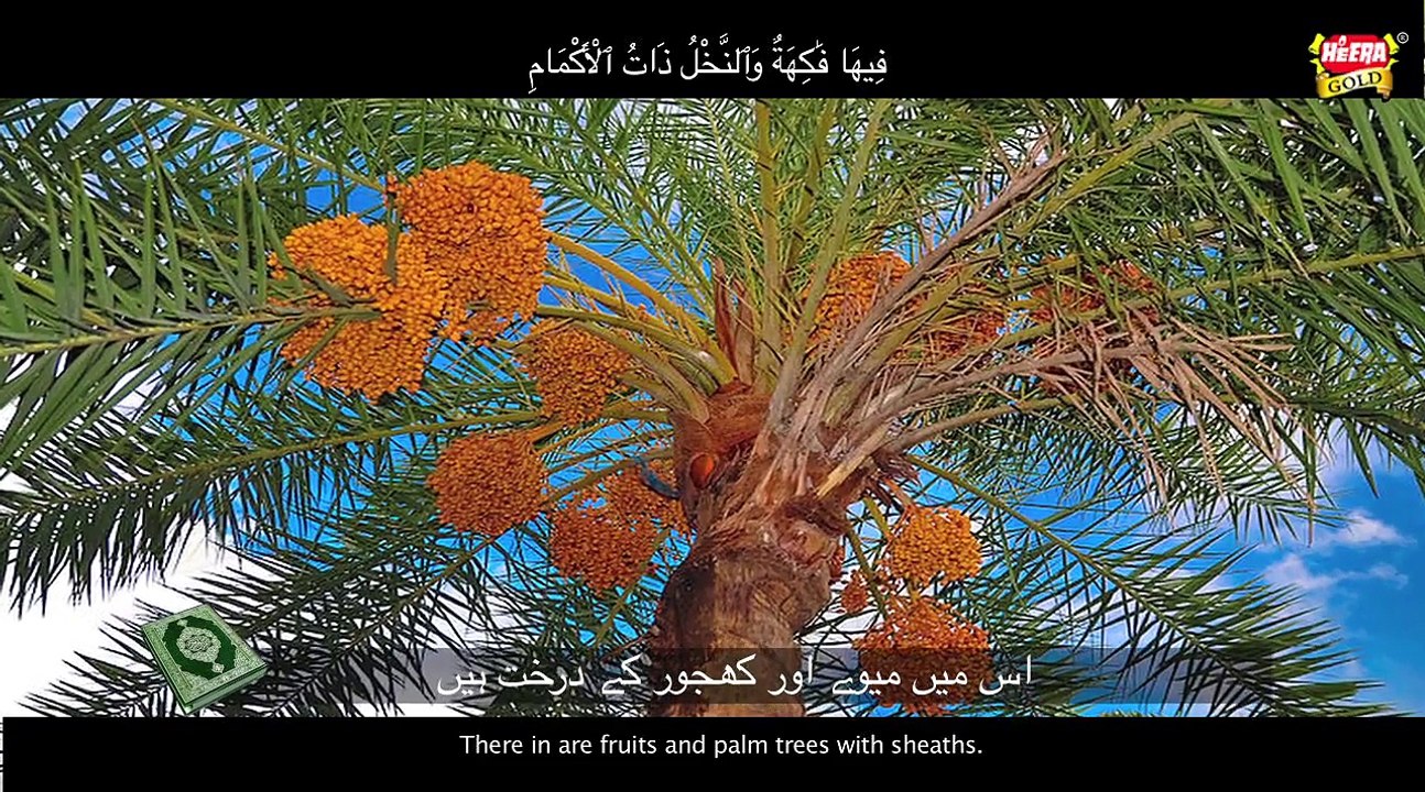 Anas Younus - Surah e Rahman