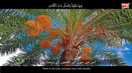 Anas Younus - Surah e Rahman